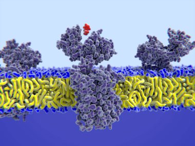 3d computer illustration of histamine binding to its receptor. Histamin is involved in immune responses. It increases the permeability of capillaries to white blood cells in order to attack pathogens in infected tissues. clipart