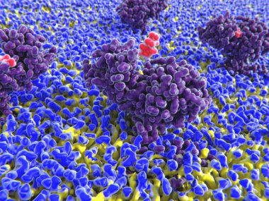 histamin bağlama onun reseptör için 3D bilgisayar çizimi. İnci hücre zarı tepesinden görüntüleyin. Histamin bağışıklık yanıtı ilgilenmektedir. Patojenler saldırmak için beyaz kan hücreleri kılcal damar geçirgenliği artar, enfekte