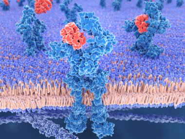 İnterlökin 13 ve onun reseptör 3D bilgisayar çizimi. Il-13 IgE sentezi, goblet hücre Hiperplazisi, mukus hypersecretion, hava yolu hyperresponsiveness, fibrozis bir merkez düzenleyici rol oynayan bir sitokin, o bir arabulucu alerjisi olan ben