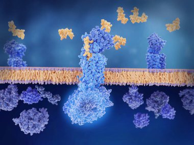 Kalsitonin gen peptid (sarı) onun reseptör (mavi) nöronlar ve düz kas hücreleri bir dilatasyon kan için yol bir sinyal çağlayan ile G-proteinler (koyu mavi) bu hücrelerdeki aktive serebral kan damarlarının bağlar ile ilgili 