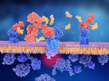 The calcitonin gene related peptide (yellow) binds to its receptor (blue) on neurons and smooth muscle cells of cerebral blood vessels, activating a signal cascade through G-proteins (dark blue) in this cells that  leads to a dilatation of the blood  clipart