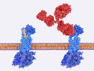 Kalsitonin gen peptid (Cgrp, sarı) onun reseptör (sol), monoklonal Cgrp reseptör engelleme antikor (kırmızı) bağlı ilgili. Cgrp reseptör engelleme migren krizi miktarı azalır