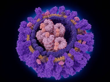 Virüs yüzeyi: hemagglutinin (Menekşe), neuraminidase (macenta) ve M2 proton kanal (koyu mor). M1 proteinler viral genetik bilgi ile ribonucleprotein parçacıkları içine alan içine alan bir kapsid kurmak. Her parti