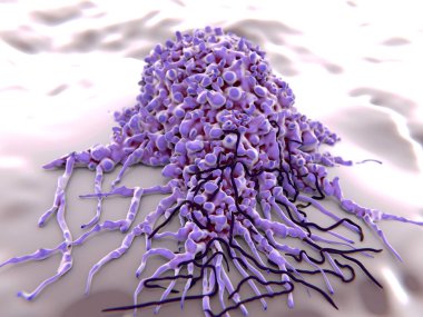 Makrophage yeme borrelia bakteri