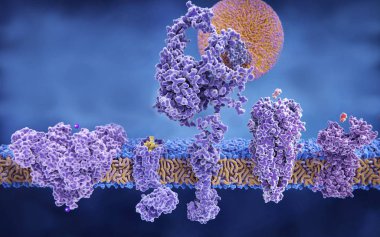 5 zar proteinleri ile onların ligandlar: (soldan sağa) potasyum kanal, delta opioid reseptör, Ldl reseptör, asetilkolin reseptörü, histamin reseptör.
