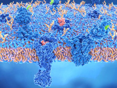 Opioid ve cannabinoid reseptörleri ağrı hissi, ruh hali, iştah ve bellek katılmaktadırlar. Agonistler vardır güçlü ağrı kesici: endorfin (kırmızı) ve tetrahidrocannabinol (yeşil).