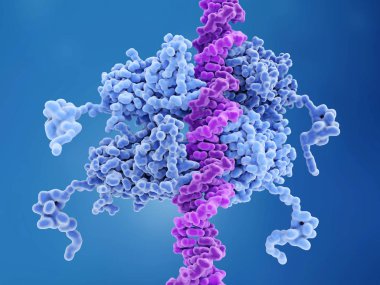p53 DNA p53 bağlı kanser oluşumu önler ve genom bir koruyucu olarak davranır. P53 geni mutasyonları insan kanseri vakalarının yaklaşık yarısında katkıda bulunur. 3D rendering. Illüstrasyon