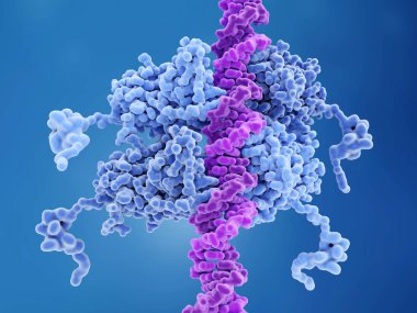 p53 bound to DNA p53 prevents cancer formation and acts as a guardian of the genome. Mutations in the p53 gene contribute to about half of the cases of human cancer. 3d rendering. Illustration clipart