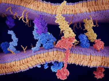PD-1 (kırmızı) T hücre yüzeyinden genişletir ve ligand protein Pd-L1 ile hücre sunan bir antijen (sarı) etkileşim kurar. Her ne kadar T hücreli bir T-hücre reseptör (mavi) ve Mhc protein (viole etkileşim yoluyla etkinleştirildi