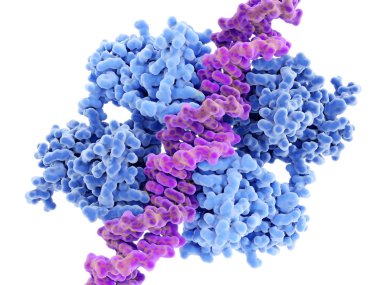 p53 DNA p53 bağlı kanser oluşumu önler ve genom bir koruyucu olarak davranır. P53 geni mutasyonları insan kanseri vakalarının yaklaşık yarısında katkıda bulunur. 3D rendering. Illüstrasyon