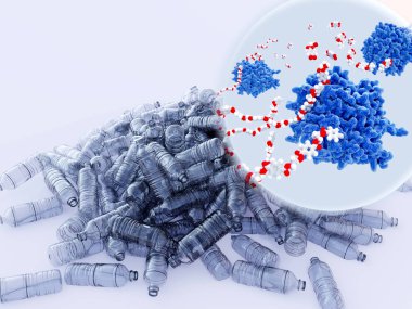 Petase evde beslenen hayvan-plastik monomeric moleküllerine tatili bakteriyel bir enzimdir. Tüm bakteriyel bozulma süreci çevreye zararsız terephtalic asit ve etilen glikol, verimleri.