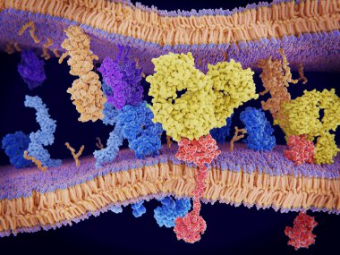 Kanser hücreleri bağışıklık sistemini kandırmak için onların yüzeyinde Pd-L1 (turuncu) proteinler hızlı. Pd-L1 Pd-1 T-hücreleri ile etkileşim için T-hücrelerinin bir aşağı-Yönetmeliğin yol açar. Bu etkileşim antikor (sarı) engeller.