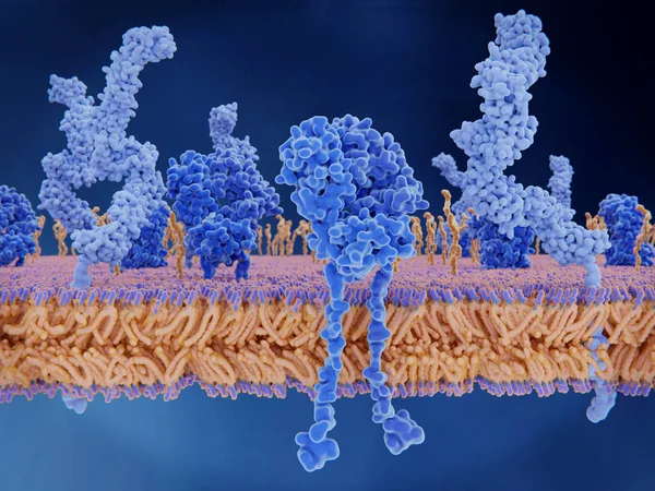 The T-cell receptor activates the immune response to antigens in T-lymphocytes. T-cell receptors (dark blue), CD4 molecules (light blue), glycolipids (orange). 3d rendering. Illustration
