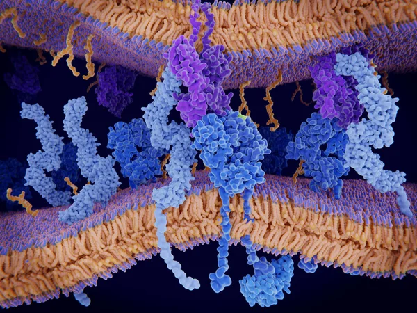 Activation of the immune response to an antigene (green) through the complex between a T-cell receptor (dark blue), an MHC II-antigen (violet) and a CD4 protein (light blue). 3d rendering. Illustration