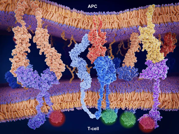 Interaction of MHC-II (red) with the T-cell receptor (blue) and CD4 (light blue) and B7-1 (orange) with CD-28 (dark blue) activates T-cells while the interaction of P7-1 with CTLA-4 (violett) and PD-L1 (yellow) with PD-1 deactivates T-cells