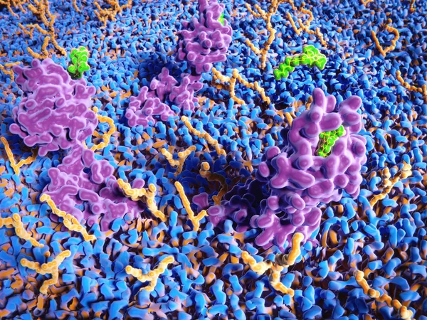 Receptor Cannabinoide Aparece Principalmente Sistema Nervioso Participa Apetito Sensación Dolor —  Fotos de Stock