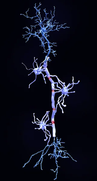 Myelin Sheats Insulate Axon Electrical Activity Insulation Increases Rate Transmission — Stock Photo, Image