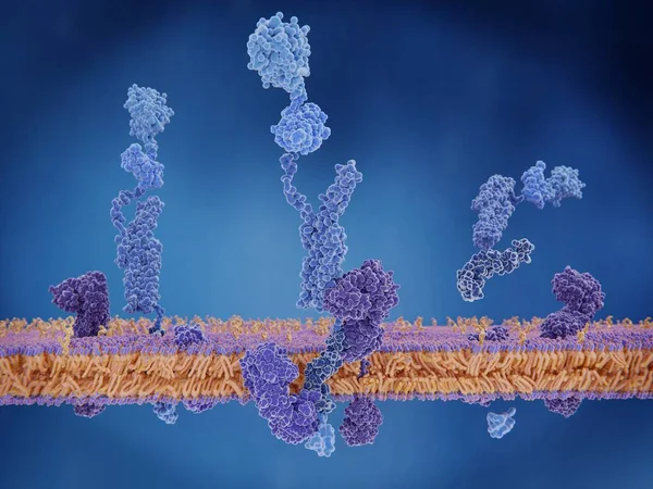 Proteína Precursora Amiloide Cuando Escinde Dominio Membrana Está Involucrado Construcción — Foto de Stock