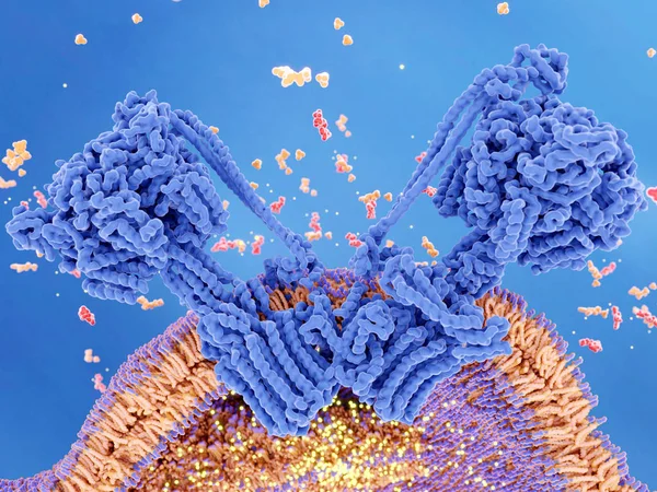 Atp 合成酵素はプロトン勾配 にミトコンドリアの膜細胞呼吸の間に作成する Adp と無機リン酸 オレンジ Atp 合成をカップルします — ストック写真