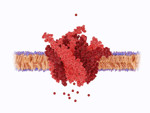 Hexameric 어셈블리 할까요 됩니다 이온을 선택적인 침투성 — 스톡 사진