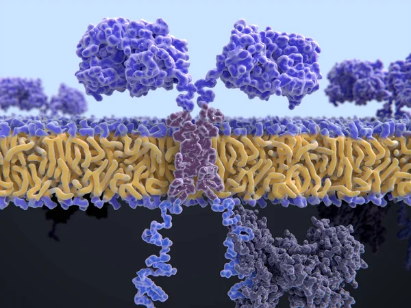 3D bilgisayar chimeric antijen reseptör Illustration. Arabalar tanımak ve kanser hücreleri belirli bir şekilde saldırmak T hücreleri izin mühendislik hücre reseptörleri vardır. Onlar farklı proteinler çeşitli işlevsel bölümlerini bağlayarak inşa edilir.