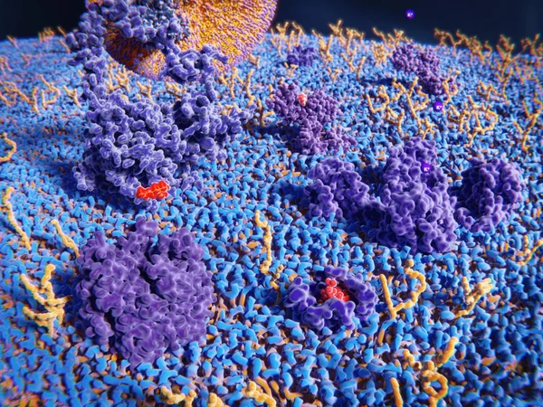 Proteínas Membrana Violeta Glicolipídios Amarelo Vários Ligantes Das Proteínas — Fotografia de Stock