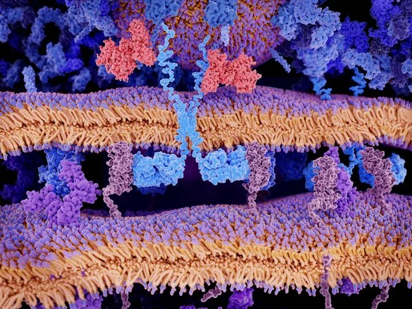 Engineered Receptoren Lichtblauw Het Oppervlak Van Een Lymfocyten Bind Wil — Stockfoto