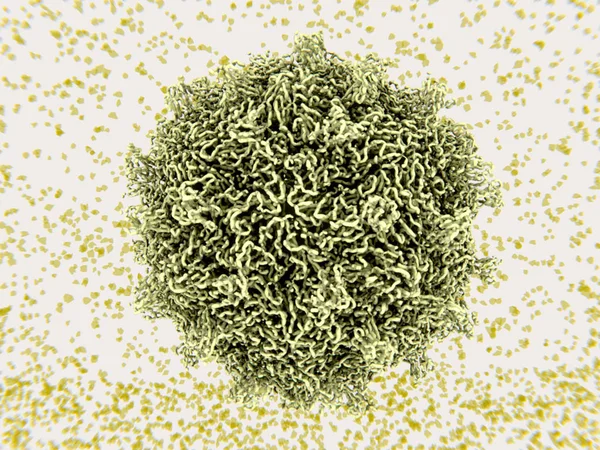 Coxsackievirus Mint Poliovírus Tartozik Nemhez Tartozó Enterovírus Ezek Közül Leggyakoribb — Stock Fotó