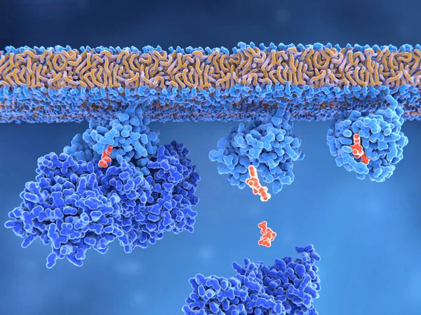 Απεικόνιση Του Υπολογιστή Της Διαδικασίας Ενεργοποίησης Μιας Πρωτεΐνης Ras Ανενεργός — Φωτογραφία Αρχείου