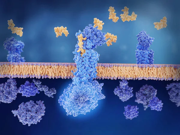 Péptido Relacionado Con Gen Calcitonina Amarillo Une Receptor Azul Las —  Fotos de Stock