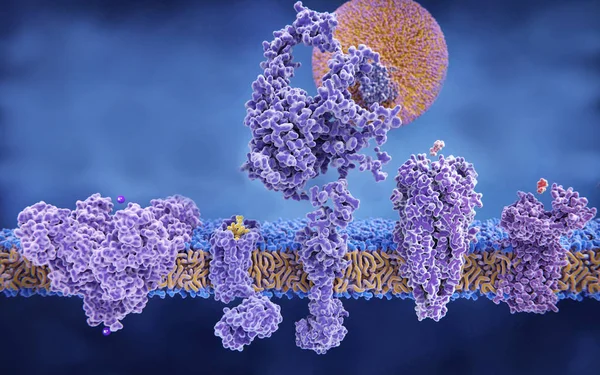 Proteine Della Membrana Con Loro Ligandi Sinistra Destra Canale Del — Foto Stock