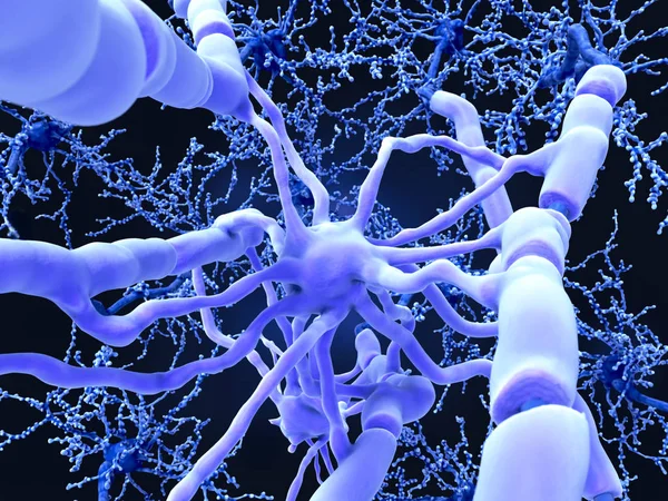 Oligodendrociti Formano Guaine Mieliniche Isolanti Intorno Agli Assoni Neuronali Nel — Foto Stock