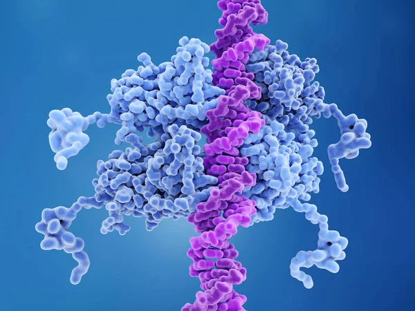 P53 Dna P53 Bağlı Kanser Oluşumu Önler Genom Bir Koruyucu — Stok fotoğraf