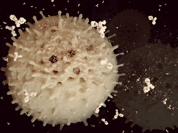 Plasma cells are white blood cells. They produce and segregate antibodies. 