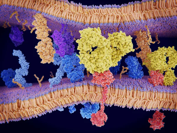 Καρκινικά Κύτταρα Εκφράζουν Τις Πρωτεΐνες Του Πορτοκαλί Στην Επιφάνεια Τους — Φωτογραφία Αρχείου