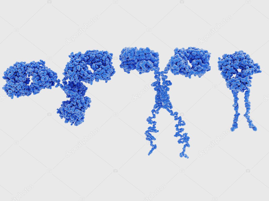 T-cell receptors are similar to one arm of an antibody. Like antibodies, they are composed of two chains. The binding site is at the tip of the molecule, 