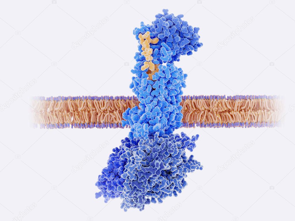 The calcitonin gene related peptide (yellow) binds to its receptor (blue) on neurons and smooth muscle cells of cerebral blood vessels, activating a signal cascade through G-proteins (dark blue) in this cells that  leads to a dilatation of the blood 