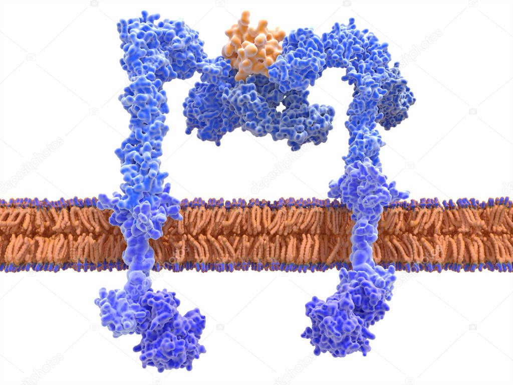 The insulin receptor (blue) is a transmembrane protein, that is activated by insulin (orange). Insulin binding induces structural changes within the receptor that finally leads  to the activation of the glucose transporter protein.