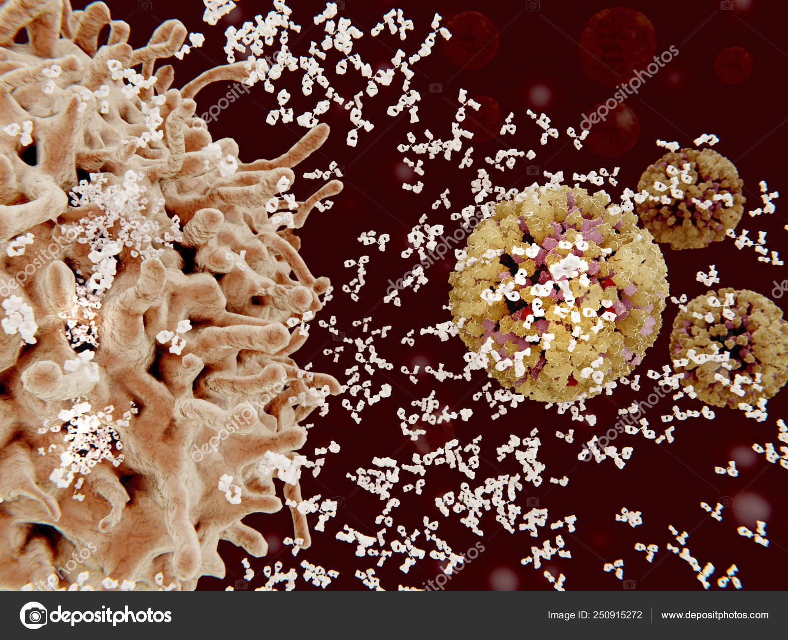 Plasma Cells Cells Segregate Specific Antibodies Mark Subsequently