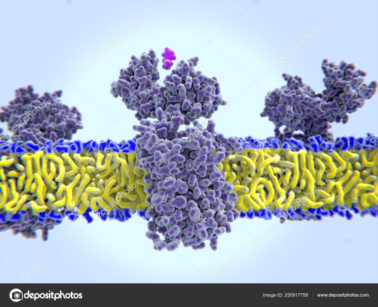 Histamine Bind Histamin Receptor Histamine Involved Immune Responses