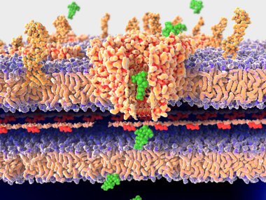 Bacterial wall being passed by streptomycin molecules. Structure of a bacterial wall being passed by streptomycin molecules through the channel protein porin. 3D rendering. Illustration clipart