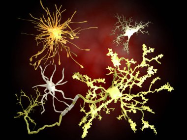 Beynin ana hücreleri: sarı: nöronlar; Turuncu: astrositler; gri: oligodendrocytes; Beyaz: mikroglia, beyin hücreleri. Illüstrasyon