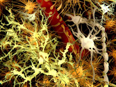 The main cells of the brain: yellow: neurons; orange: astrocytes; grey: oligodendrocytes; white: microglia, Brain cells. Illustration clipart