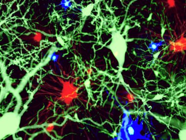 Three types of brain cells. Red: astrocytes, green: pyramidal neurons, blue: microglia cells, illustration clipart