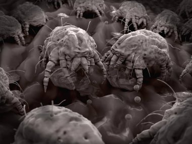 Dust mites feeding on human flakes. Their feces are the inducers of allergenic reactions clipart