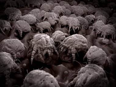 Dust mites feeding on human flakes. Their feces are the inducers of allergenic reactions clipart