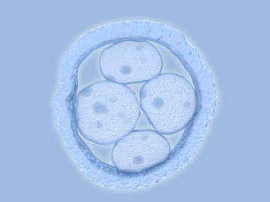 embryonic stem cells. Illustration clipart