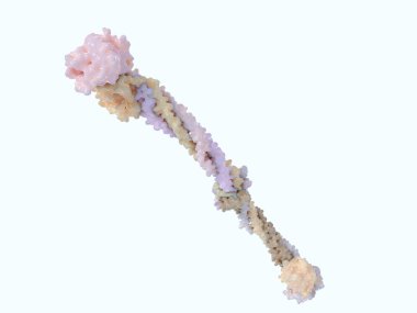 Fibrinogen molecule. Fibrinogen turns to fibrin by the catalysis of thrombin, which causes it to polymerize. Fibrin builds with platelets a clot over blood vessel injuries. 3D Rendering. Illustration clipart