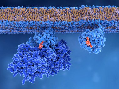 Bir Ras protein (solda) etkin Ras protein aktivasyonu GSYİH çıkmak izin bağlama sitesini açmak Gef protein tarafından etkinleştirilir. O zaman Gtp etkin forma dönüş Ras bağlayabilirsiniz. 3D render. İllüstrasyon