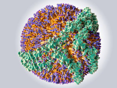 Yüksek yoğunluklu lipoprotein (Hdl) renk kodu: protein Apoa (yeşil), fosfolipitler (turuncu), mavi bir kap ile kolesterol (turuncu mor kapaklı). İllüstrasyon